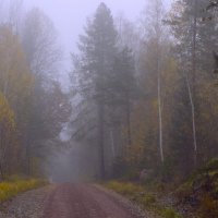 В Уппландском лесу :: liudmila drake