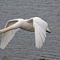 ***** :: Андроник Александр ***** :: Андроник Александр