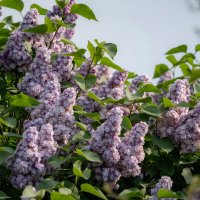 Про сирень... :: Николай Гирш