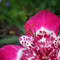 Тигридия :: Юлия Погодина