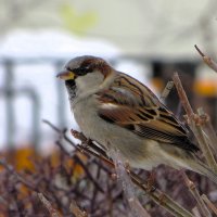 Воробейка :: Лариса С.