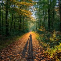 Человек с мешком грибов... :: Николай Гирш Человек с мешком грибов... :: Николай Гирш