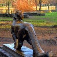 Взгляд пантеры :: Сергей Карачин Взгляд пантеры :: Сергей Карачин