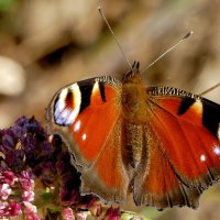 опять бабочки 2 :: Александр Прокудин