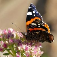 опять бабочки 4 :: Александр Прокудин опять бабочки 4 :: Александр Прокудин