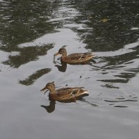 утки в Таврическом саду :: zavitok *