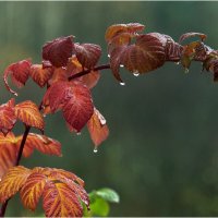 Слёзы бабьего лета :: Валентин Котляров