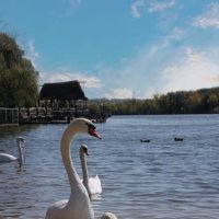 Парк "Малинки" :: Оксана Новик 