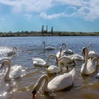 Лебеди :: Оксана Новик 