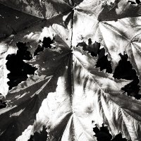 Фотография :: Денис Безногов