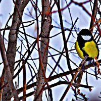 Осень большой синицы! :: Владимир 