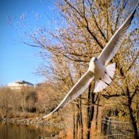 Скорость ... :: Георгиевич 