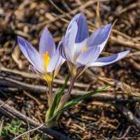 Крокусы :: Игорь Сикорский