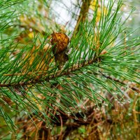 После дождя :: Галина Ложечникова