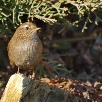 Стефенский кустарниковый крапивник... :: Николай Саржанов