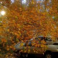 В золотую осень :: Елена Семигина В золотую осень :: Елена Семигина