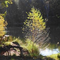 Побережье лесного озера :: Рита Симонова