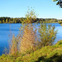 Побережье лесного озера :: Рита Симонова