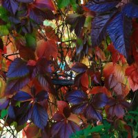 Осенняя акварель :: Галина Ильясова