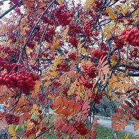 Зажглись рябин веселые костры :: Galina Solovova