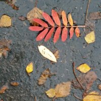 Натюрморт осенних листьев :: Galina Solovova Натюрморт осенних листьев :: Galina Solovova