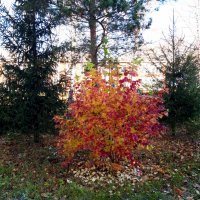 Прощай октябрь! :: Венера Чуйкова