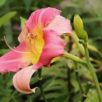 Лилейник :: ZNatasha -