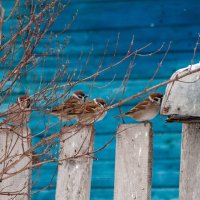 Очередь :: Владимир Иванович