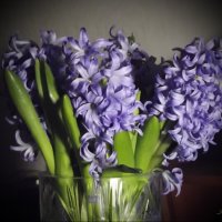 Гиацинты :: Freddy 97