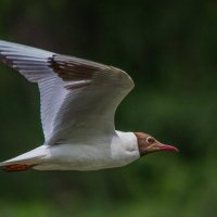 Чайка озёрная. :: Nik Lovec Чайка озёрная. :: Nik Lovec