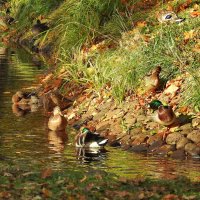 осень :: ИННА ПОРОХОВА