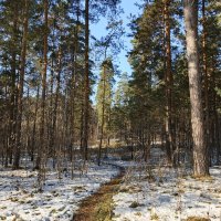 Тропинка узенькая вьётся в любимый , во сосновый бор . Начало октября. :: Мила Бовкун