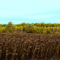 Осень :: Андрей Щетинин