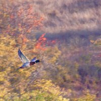 Красиво летит утка :: Сергей Беляев