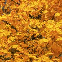 Осень :: Владимир Колесников