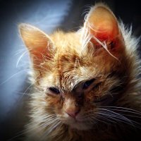 на китайском кот-мао))) :: Марина 