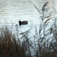 *** :: Сергей Сергеев