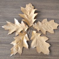 Пять листьев дуба остролистного :: Дмитрий Никитин