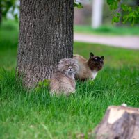Женихи :: Владимир Иванович Женихи :: Владимир Иванович