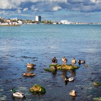 утки на набережной Феодосии :: Эдуард Тищенко