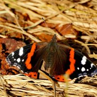 опять бабочки 8 :: Александр Прокудин