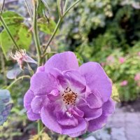 Роза :: Сапсан 