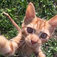 Дай! :: Ольга Савельева Дай! :: Ольга Савельева