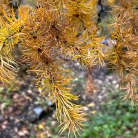 ***осенняя хвоя*** :: Olga Oskolkova