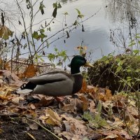 ***спутник*** :: Olga Oskolkova