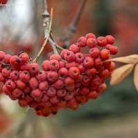 Гроздь рябины :: Светлана Ищенко