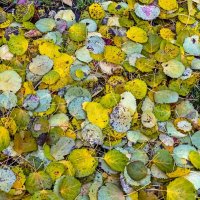 Осенние ковры :: Валерий Иванович