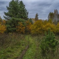 Лесная тропка :: Сергей Цветков Лесная тропка :: Сергей Цветков