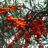 Облепиха поспела :: Людмила Смородинская