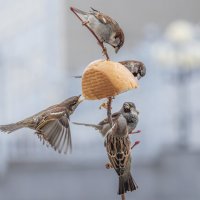 из жизни воробьев . :: юрий макаров из жизни воробьев . :: юрий макаров